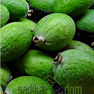 Feijoa / Fejoja Mamooth