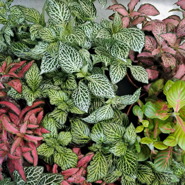 Fittonia