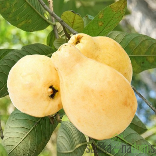 Guava Rumena