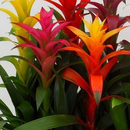 Guzmanija (Guzmania)