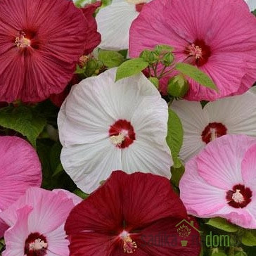 Hibiskus močvirski - velikocvetni  (Hibiscus moscheutos)