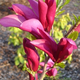 Magnolija Susan (Magnolia)