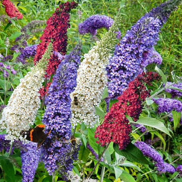 Metuljnik MIX (Buddleja davidii)