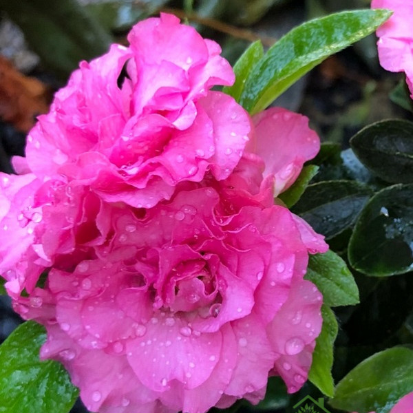 Rododendron Anna (Rhododendron hybridium)