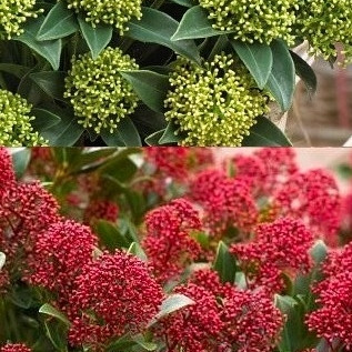 Skimmia Japonica