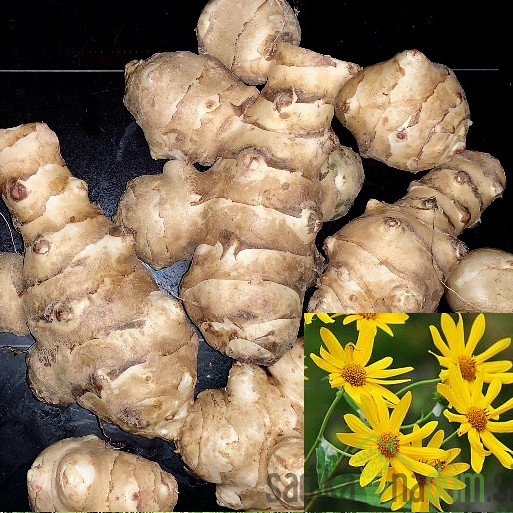 Topinambur/ Jeruzalemska artičoka / Divji krompir (Helianthus tuberosus)