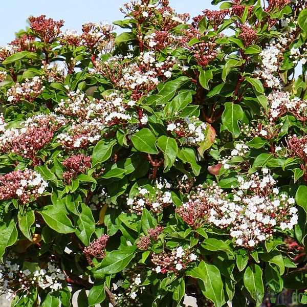 Nepravi lovor (Viburnum Tinus Brogovit)