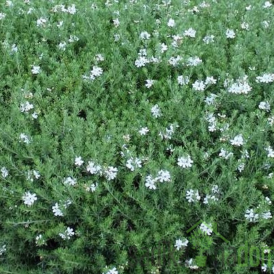 Rožmarinovolistna vestringija (Westringia fructiosa)