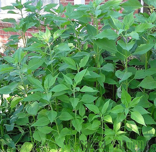 Topinambur/ Jeruzalemska artičoka / Divji krompir (Helianthus tuberosus)