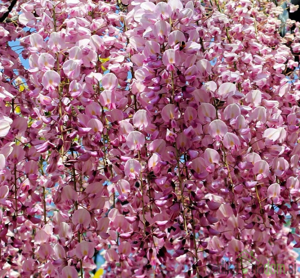 Glicinija Rosea Wisteria floribunda)