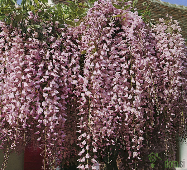 Glicinija Rosea Wisteria floribunda)